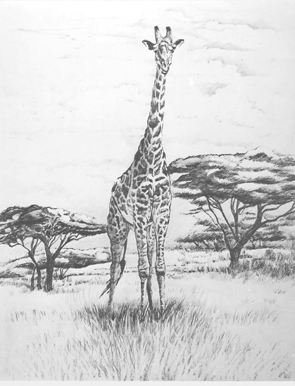 Girafe lithographies de dessins originaux de la faune au