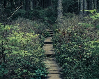 Dark Forest pathway, gothic photography, dark art, fantasy forest, Into ...