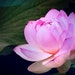 The Lotus Moon