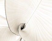 Abstract photography  - Black and white monochromatic photography - minimal botanical spiral  - "Banana Leaves"