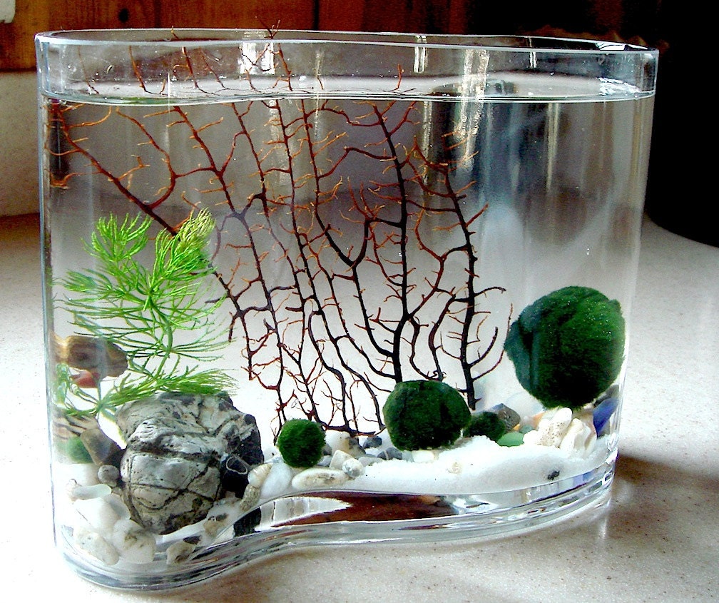 Zen Big Wave Marimo Ball Unique Mini Aquarium/Terrarium