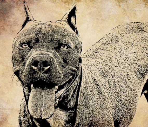 Items similar to pit bull dog png clip art Digital graphics Image