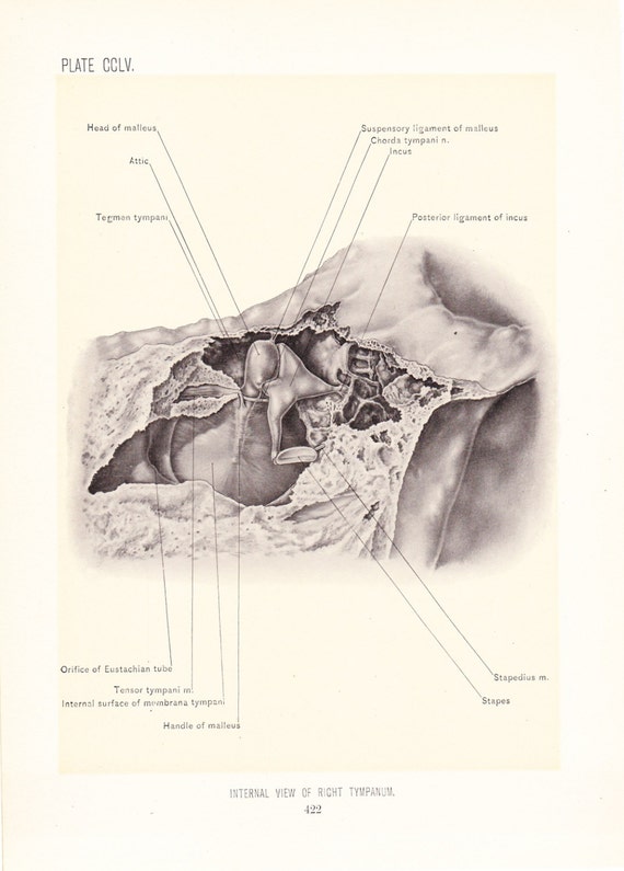 1899 Human Anatomy Print Medial View of Right Tympanum