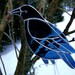Crow Raven Black Birds Stained Glass Suncatcher Christmas Yule Cherry Berries Mothers Pagan Halloween Wedding Housewarming Original Design©