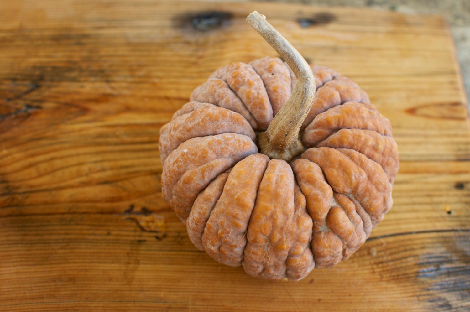 Black Futsu Futzu Pumpkin Seeds Edible Decorative Gourds and