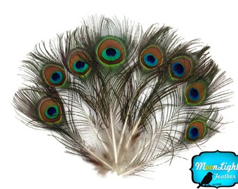 Peacock Feathers, 10 Pieces - MINI Natural Peacock Tail Body feathers : 110