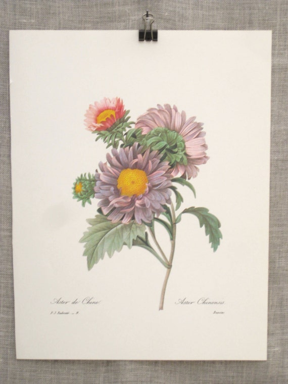 Botanical Print Flowers Flower Print Unframed Wall