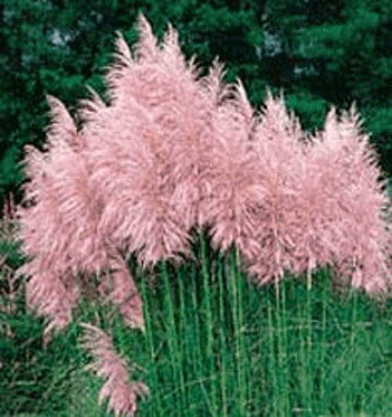 Pink Pampas Grass by bulbsnblooms on Etsy