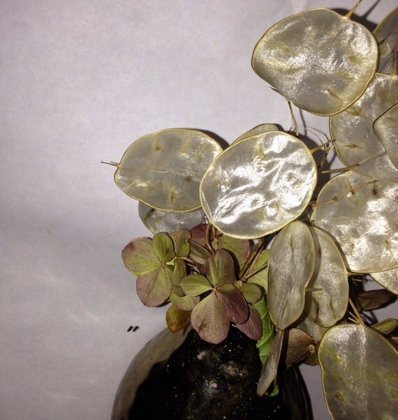 silver dollar plant Lunaria moonwort money plant Honesty