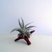 Air Plant Wooden Display Plant Stand with Air Plant Included