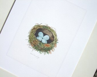 Bird Nest with Pale Blue Speckled Eggs Naturalist Drawing Archival Quality Print
