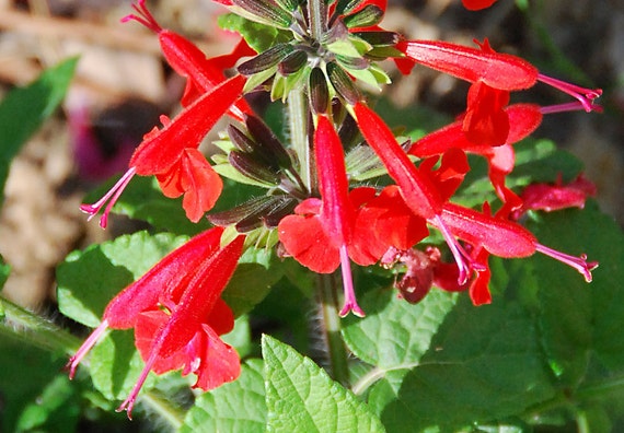 Items Similar To Heirloom 500 Seeds Salvia Farinacea Sage Clary Scarlet