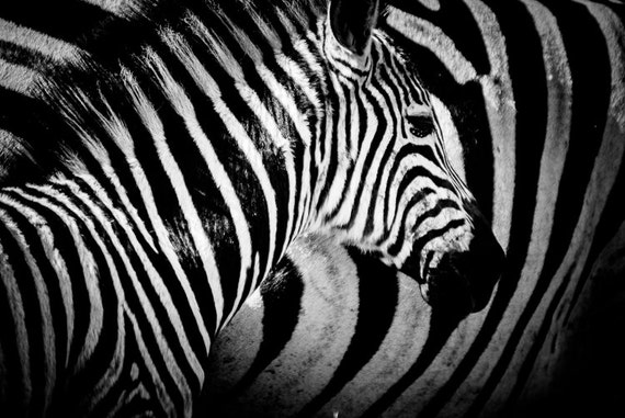 Baby Zebra Fine Art Monochrome Animal Photography By BethWold