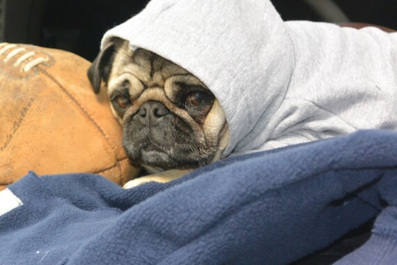 Little Pug Playin' Hood