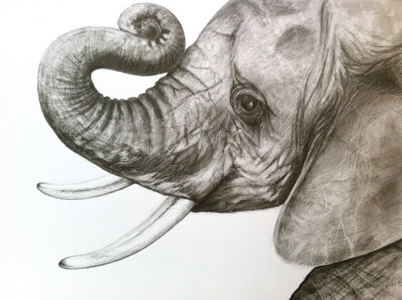 Print Baby Elephant Head Drawing in Graphite Realistic Drawings Of Elephants