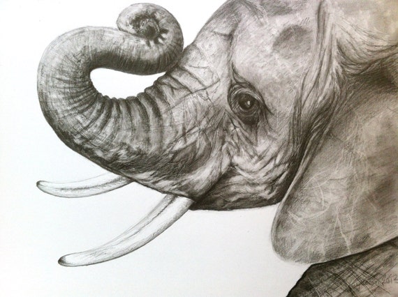 Print Baby Elephant Head Drawing in Graphite