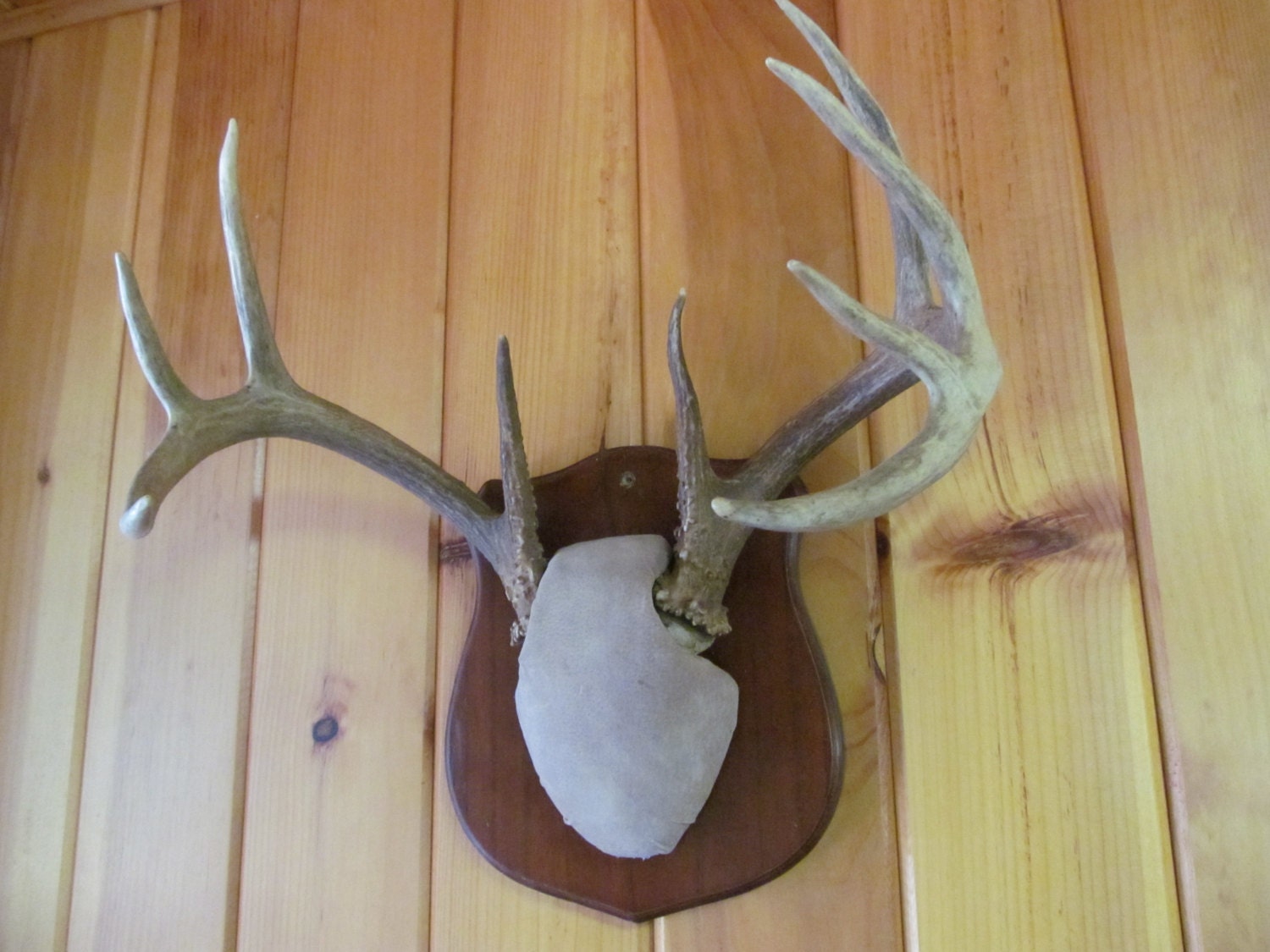 Deer Antlers 9 Point Buck Antler Deer Antler Mount Wall