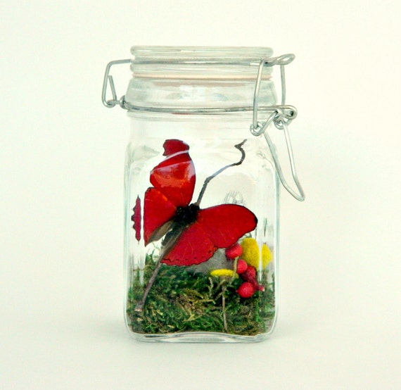 Butterfly Terrarium Kit Real Butterfly in Glass Jar Red and