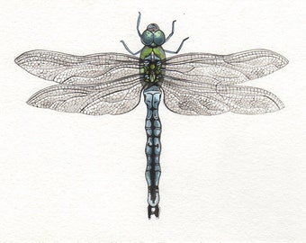 Dragonfly: Watercolor Print