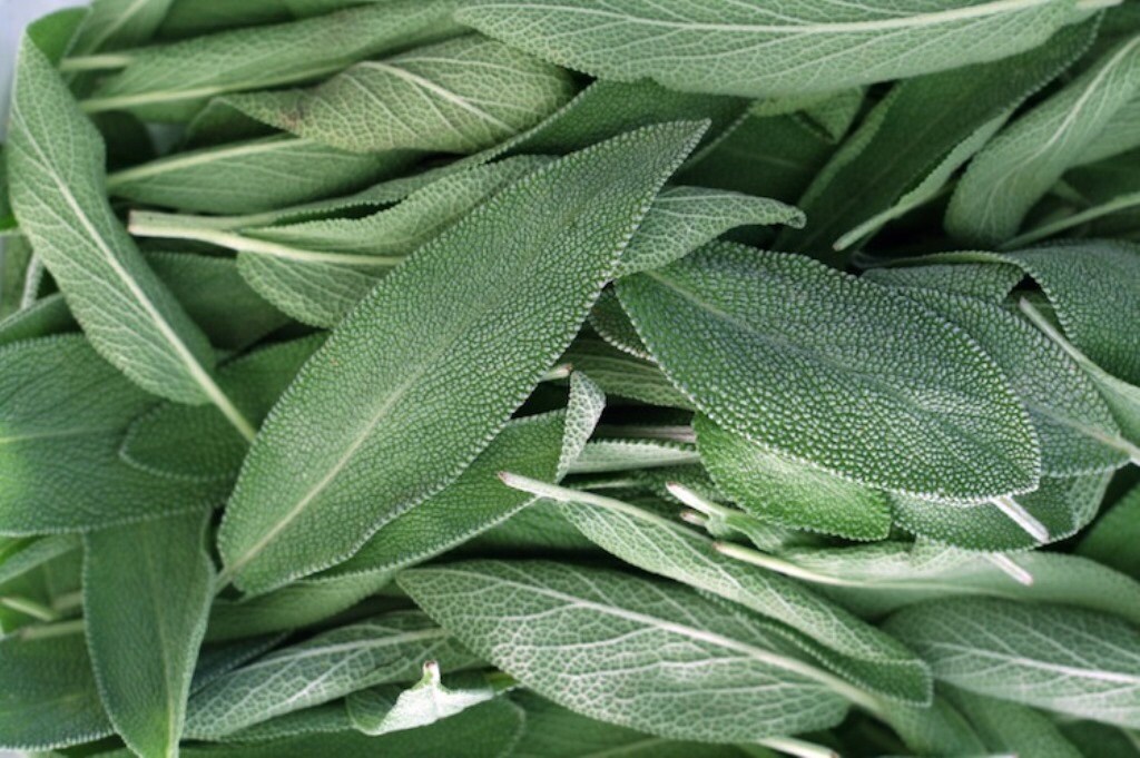 Sage Herb Seeds 'Broadleaf Sage Herb SeedS by CaribbeanGarden