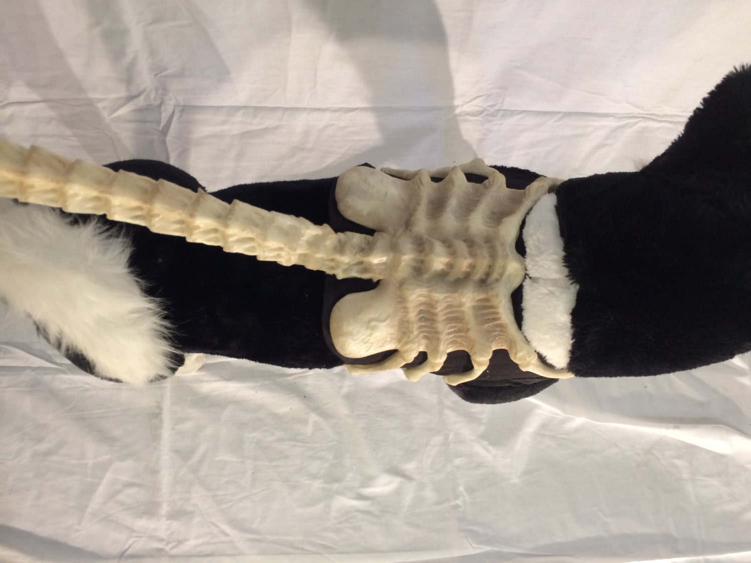 Alien Facehugger Dog Leash by GCFX on Etsy