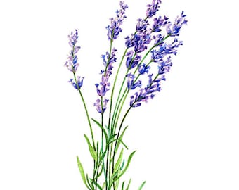 Lavender botanical | Etsy