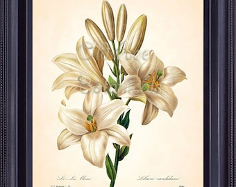 REDOUTE Antique Botanical Print Large White LILY Flower 8x10 Art Print Interior Design Home Wall Illustration Mixed Media Room Decor BF1320