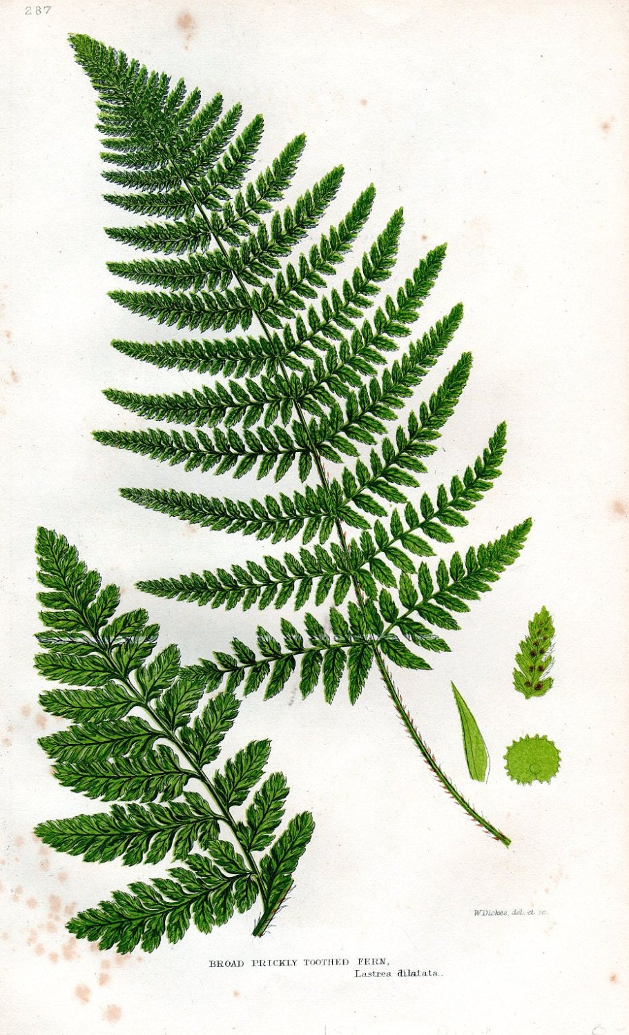 1879 Antique Fern Botanical Print Art by AntiquePrintGallery