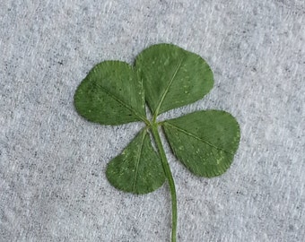 Real Picked Four Leaf Clover
