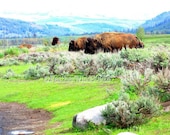 Yellowstone Bison | Grand Teton National Park | Large Buffalo | Scenic Mountain Landscape | Wildlife | Outdoor Wilderness Photo | 8x10 Print