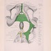 Human Anatomy - Perineal Muscles in the Male, Male Pelvis - 2 Pages - 1947 Anatomy Book Plate