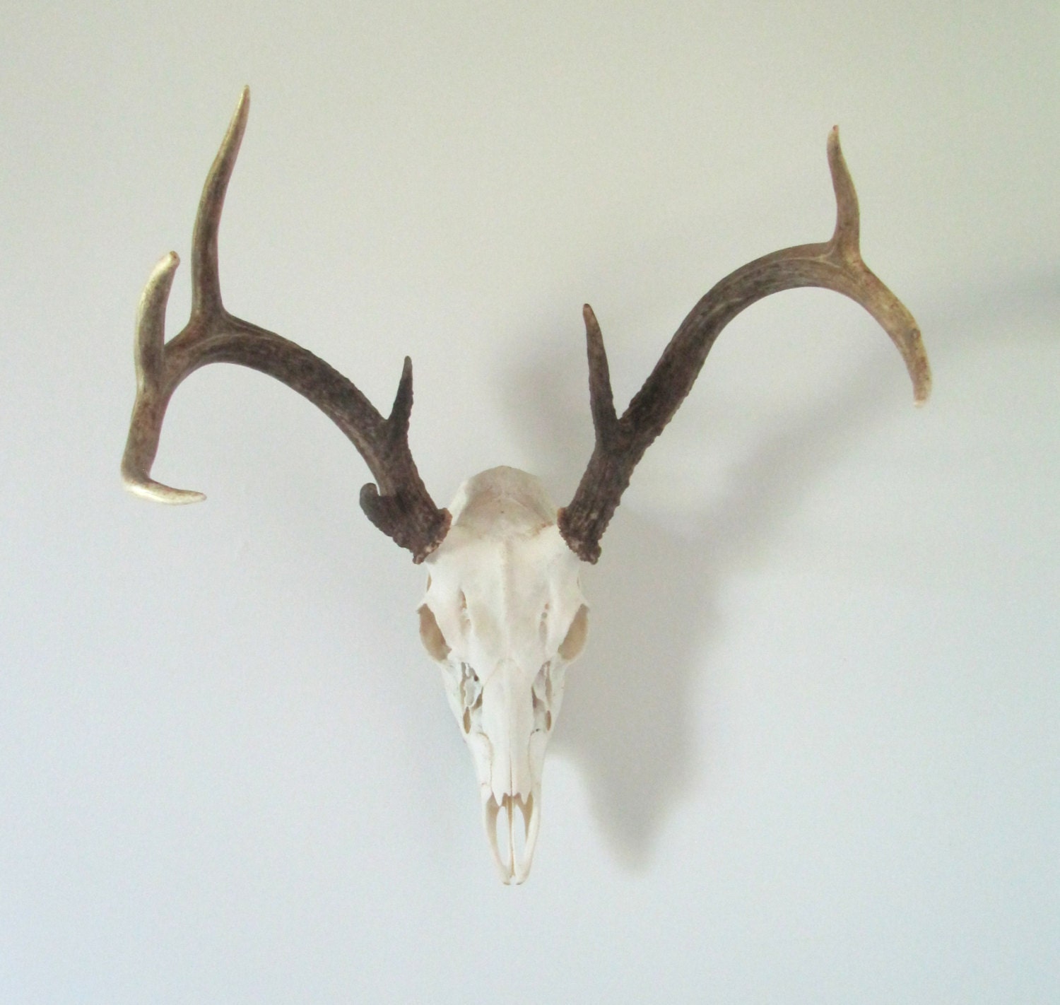 Vintage Deer Antlers Wall Hanging