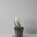 LARGE modern glass dome cloche terrarium // white ceramic base // minimalist display storage