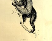 1860 original antique orangutan  monkey engraving, apes print, natural history mammal animal plate, primate macaque orang-utan illustration.