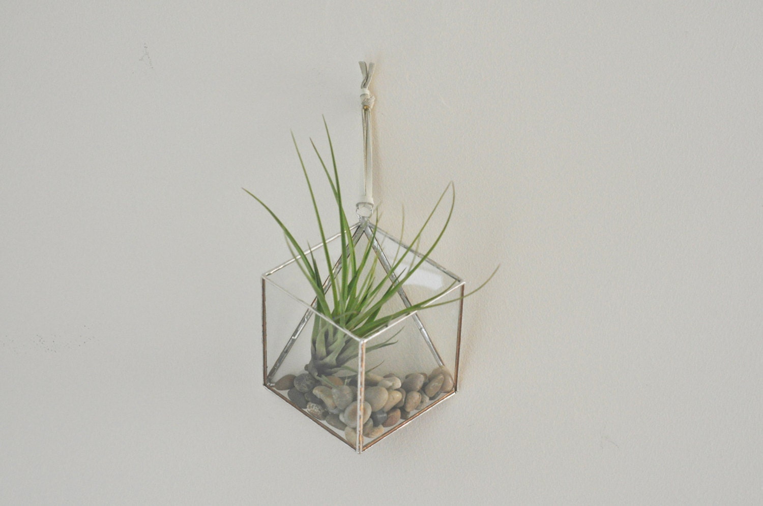 NEW Murus Terrarium, medium — for air plant terrarium or succulent