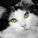 Pet Photography Green Eyed Cat Portrait Black and White Color Splash Photo Print