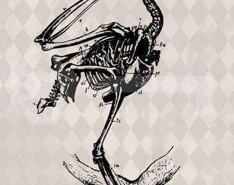 Popular Items For Bird Skeletons On Etsy Popular Items For Bird Skeletons On Etsy