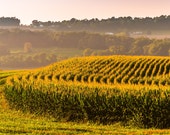 Corn fields and view of hills in rural York County, Pennsylvania - Nature Photography Fine Art Print or Wrapped Canvas