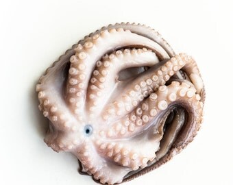 Octopus Photograph, Food Photography, Modern Photo Print, Wall Art, Kitchen Decor, Restaurant Decor, Dining Room Decor, Home Decor