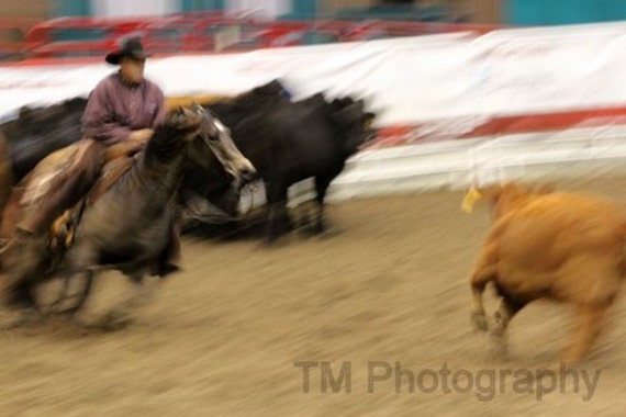 Cutting Horse Horse Photography Quarter Horse Cutting Horse
