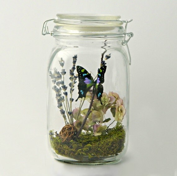 Gift for Her Butterfly Terrarium Kit in Glass Jar Present
