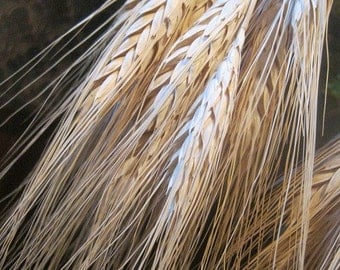 BLONDE WHEAT naturally DRiED FLOWER Bunches