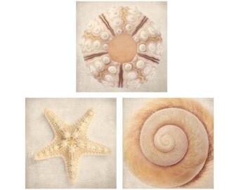 Beach Decor, Seashell Art, Ocean Art, Beach Photography, Tan, Taupe, Neutral, Wall Art, 3 Photography Prints