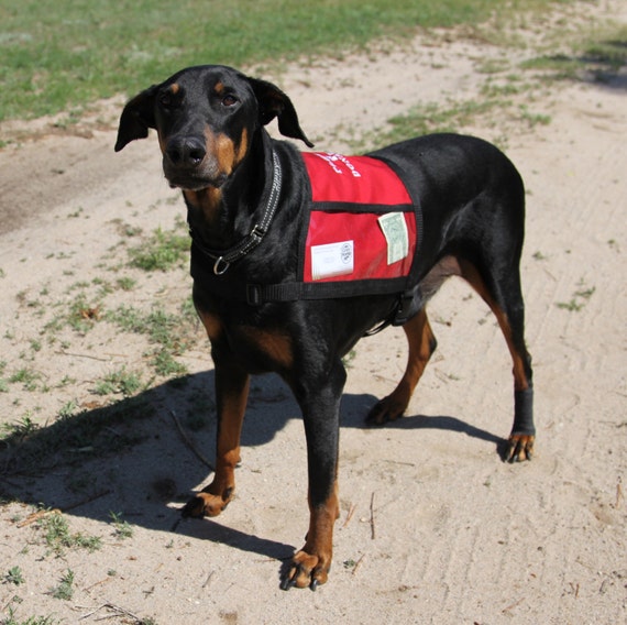 Red FUNDRAISER DOG VEST with large clear pockets for donations
