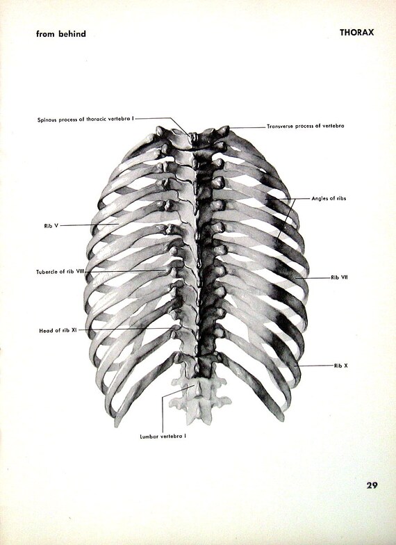 Items similar to Human Thorax Anatomy - 1951 Vintage Anatomy Book Plate
