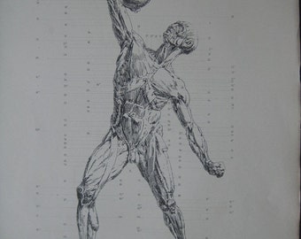 Antique 1886 Engraving of the muscles of the body