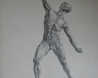 Antique 1886 Engraving of the muscles of the body