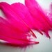 Neon Pink, bright pink, Fake Feathers, artificial feather, faux feather, fake, faux, craft supplies, bird, chicken, duck, bright color