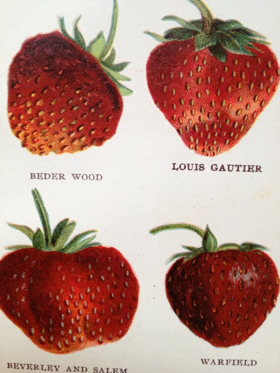 1905 STRAWBERRIES FRUIT LITHOGRAPH original antique miniature