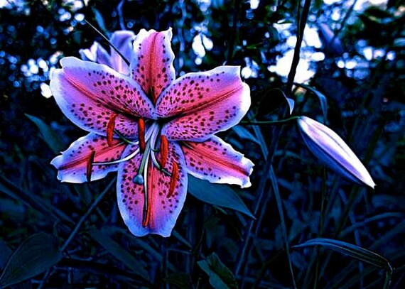 Items similar to Exotic Pink Flower Surreal Lily Twilight Moonlight